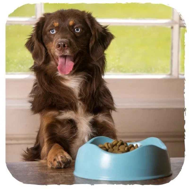 Beco Pet Bowls