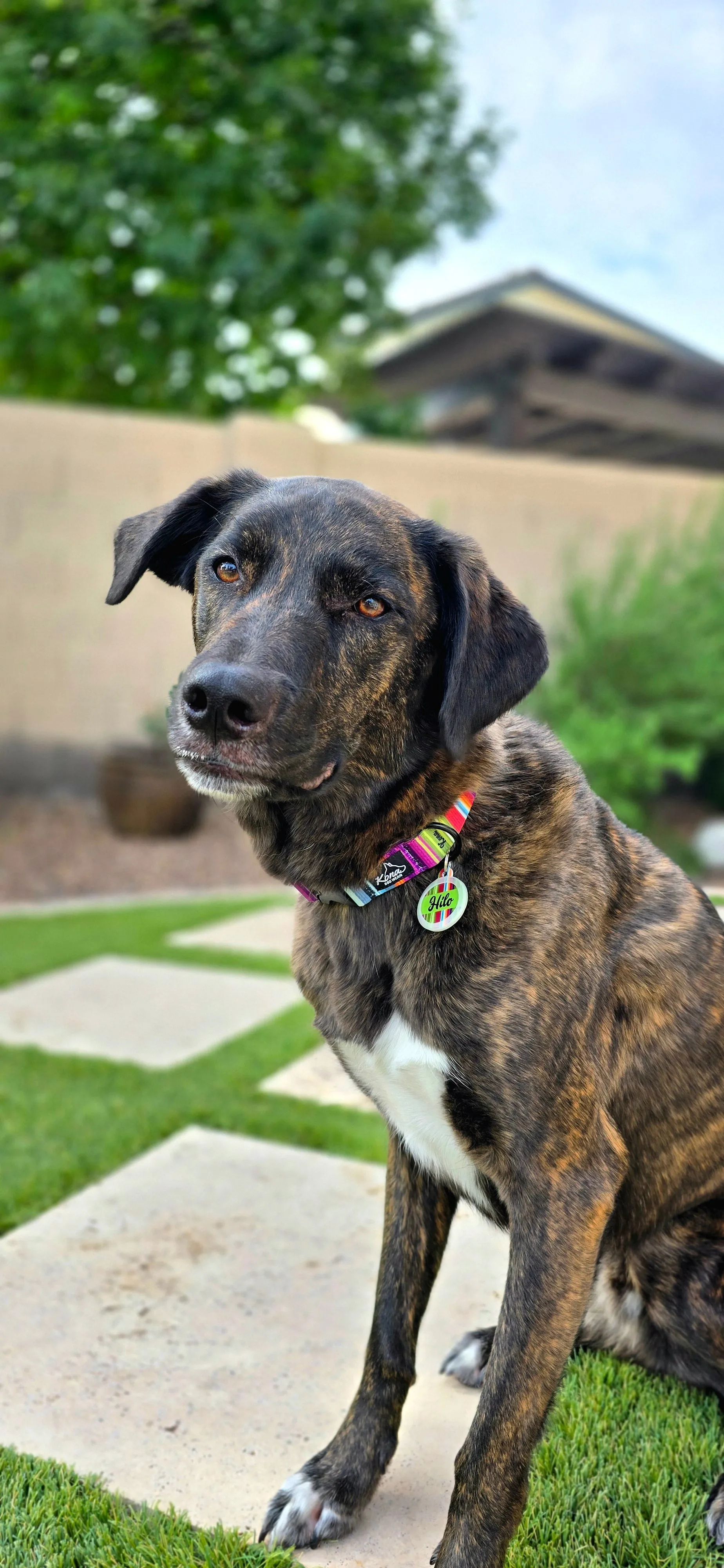 Fiesta Buckle Collar