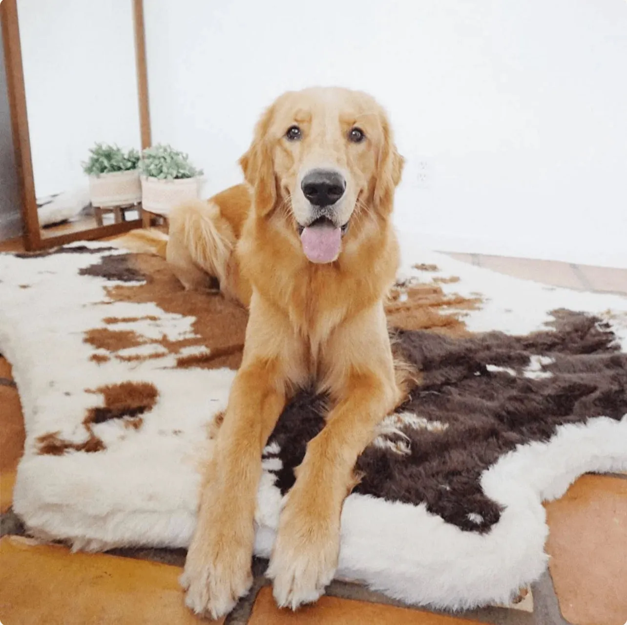 Waterproof Memory Foam Dog Bed - Brown Faux Cowhide